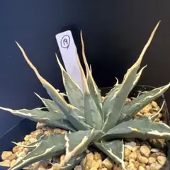 ② ジェレミー産 Hidden Agave アガベ エボリスピナ×ペローナUS株