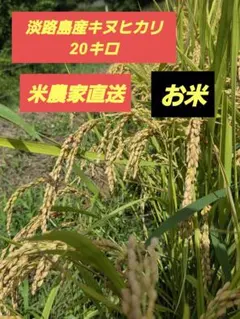 淡路島産キヌヒカリ20キロのサムネイル