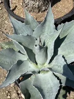 Agave ovatifolia 'Moby' アガベ オバティフォリア TC - メルカリ