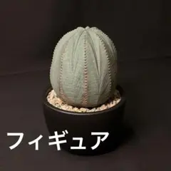 超リアル】ユーフォルビア・オベサ フィギュア 005 - メルカリ