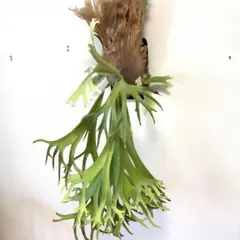 2026年最新】ウィリンキーバリの人気アイテム - メルカリ