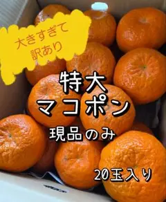 長崎県産　不知火　20キロ 長崎県産 不知火20キロ 【公式通販】