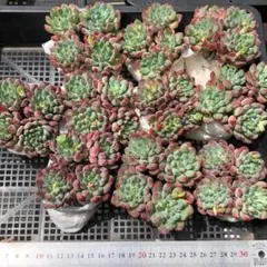 ぷ*く様 多肉植物 10個 2026-0512-MLJP-039 ブルーエルフ