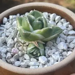 ユ*ウ様 アガベ　ピンキー　苗 アガベ ピンキー | kojimaplants