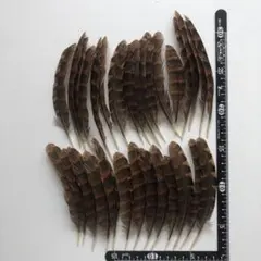 Item thumbnail for item c6fcab0e-82d9-4a44-b975-1ef475d57909