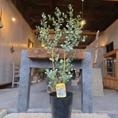 2026年最新】ユーカリ ウェブステリアナの人気アイテム - メルカリ