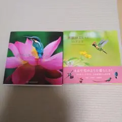 世界の美しいカワセミとハチドリ