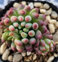 2026年最新】花火 多肉の人気アイテム - メルカリ