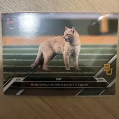 CAT トレーディングカード 2024 猫　ネコ　Topps now