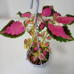 サマーコリウス 栄養系 (3号吊り鉢/土植え) 観葉植物のサムネイル