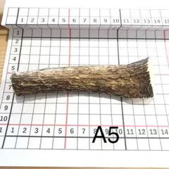 2026年最新】鹿の角の人気アイテム - メルカリ