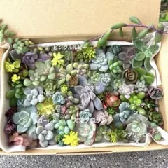 多肉植物　カット苗　詰め合わせ　11