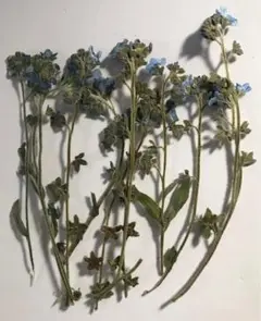 押し花素材パック　忘れな草（帯枝）12個分 No1016