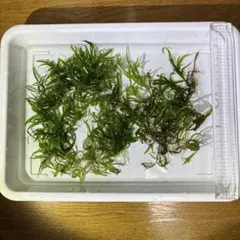 もっつ様 リクエスト 2点 まとめ商品