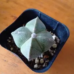 ランポー玉 アストロフィツム 抜き苗 I