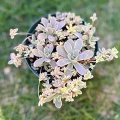 2025年最新】子持ち蓮華錦 鏡花の人気アイテム - メルカリ