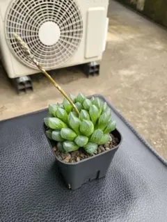 ハオルチア ブラックオブツーサ大粒