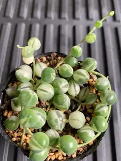 斑入りグリーンネックレス　セネシオ　多肉植物　鉢内全て