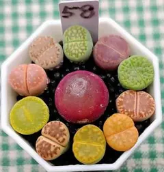 ルコラ様 リクエスト 2点 まとめ商品