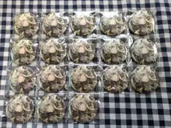 アイナナ EXPO 7周年 缶バッジ 千 セット