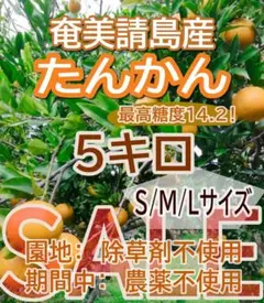 you3you3様専用、ご予約商品　訳有り　奄美請島産たんかん　5キロ ML混合