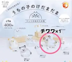 【うちの子けだまだま】チワワ(黒)