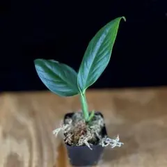 Hoya polyneura silver broget｜フィッシュテールホヤ - メルカリ