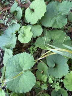 ♡お値引き☆ユキノシタ 雪の下 苔玉用 サイズ希望お聞きします 5株 