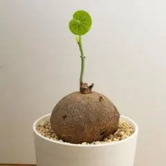 激レア/塊根植物】アデニア ペナンギアナ 鉢植え C-2 - メルカリ