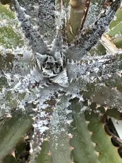 26年度 種子 ディッキア エルカホン Dyckia El Cajon ⑴ - メルカリ