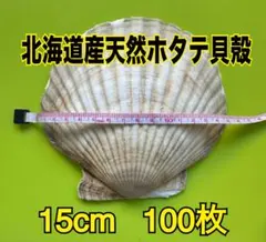 北海道産 天然ホタテ貝殻 15cm 100枚セット - メルカリ