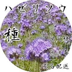 【青紫の花が土も景観も整える】 　ハゼリソウ 　種　1g