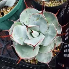 専用　選抜株　最終　[引き取り可能]　パリートランカータ　パリー 本日限定 破格 選抜株 最終 [引き取り可能] パリートランカータ