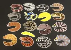 まるころウツボ16種(＋おまけ)フレークシールパック