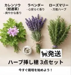 ハーブ ベルガモット 花苗 ラベンダーカラー 10苗セット - メルカリ