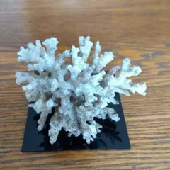 珊瑚 サンゴ 置物 珊瑚礁 サンゴ礁 飾り インテリア ディスプレイ