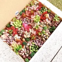 222 多肉植物　カット苗　詰め合わせ　セット　セダム　エケベリア　寄せ植え