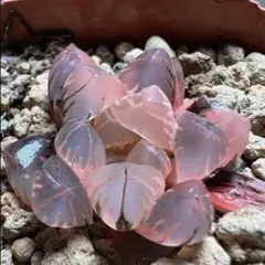 多肉植物　ハオルチア　北極の恋錦　鮮明錦　極上斑　希少種のサムネイル