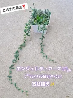 ②オーズプランツさん苗4点セット札付きポットごとメルカリ便バラ売り不可 2025年最新】第4種郵便の人気アイテム - メルカリ