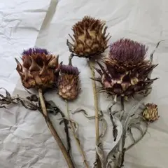 【魔女の棲む森研究所】ドライフラワー 花材 アーティチョーク 魔女の棲む森研究所】ドライフラワー 花材 アーティチョーク