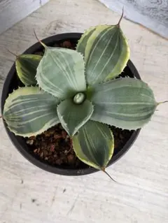 テンダー 【プロフィール必読】様確認用 ①+③ パリートランカータ斑入り テンダー 【プロフィール必読】様確認用 ①+③ パリートランカータ斑入り