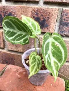 アンスリウム ドラヤキAnthurium 'Dorayaki'【コルク付け】 - メルカリ