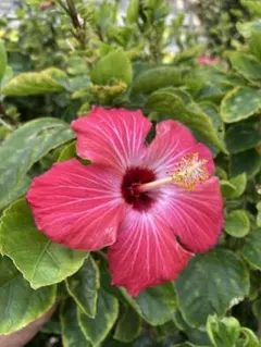 2025年最新】Radyトロピカルフラワーの人気アイテム - メルカリ