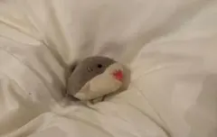 サメ ぬいぐるみ マスコットのサムネイル