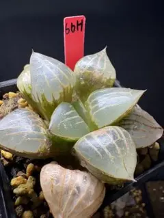 33h 多肉植物 ハオルチア 白瓷玉扇錦糊斑 自家繁殖 鉢植え発送 - メルカリ