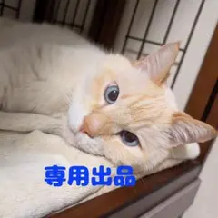 きなこもち様専用出品