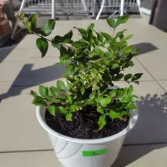 2026年最新】ジャボチカバの人気アイテム - メルカリ