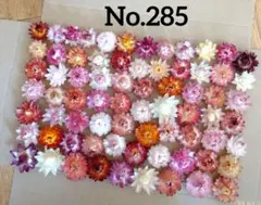 No.285 ヘリクリサム 貝細工 ドライフラワー【やや訳あり】