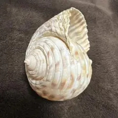 2025年最新】法螺貝の人気アイテム - メルカリ