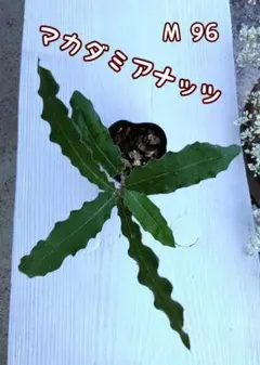 2025年最新】マカダミアナッツ 苗の人気アイテム - メルカリ